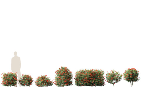 Ixora taiwanensis - Dwarf Ixora plant 3D Model