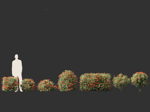 Ixora taiwanensis - Dwarf Ixora plant 3D Model