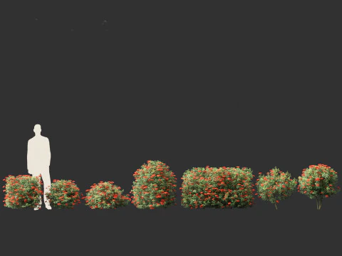 Ixora taiwanensis - Dwarf Ixora plant 3D Model