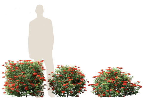 Ixora taiwanensis - Dwarf Ixora plant 3D Model