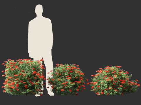 Ixora taiwanensis - Dwarf Ixora plant 3D Model