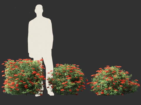 Ixora taiwanensis - Dwarf Ixora plant 3D Model