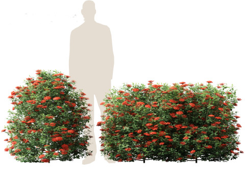 Ixora taiwanensis - Dwarf Ixora plant 3D Model