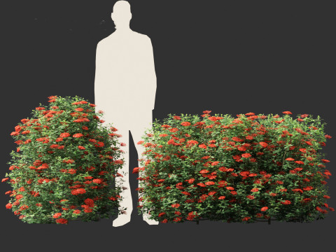 Ixora taiwanensis - Dwarf Ixora plant 3D Model