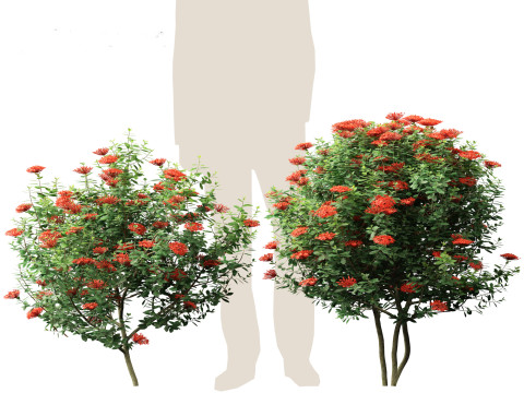 Ixora taiwanensis - Dwarf Ixora plant 3D Model
