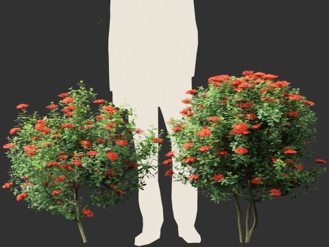Ixora taiwanensis - Dwarf Ixora plant 3D Model