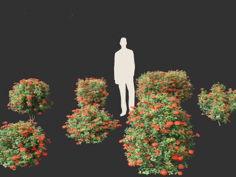 Ixora taiwanensis - Dwarf Ixora plant 3D Model