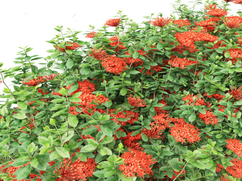 Ixora taiwanensis - Dwarf Ixora plant 3D Model