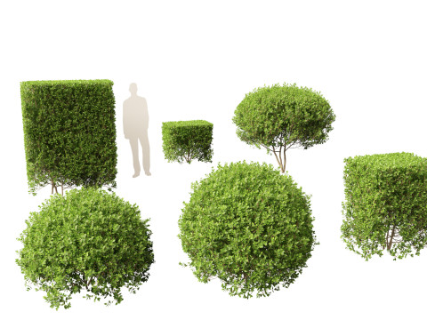 Ligustrum ovalifolium - California privet Modelo 3D