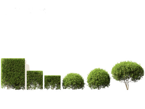 Ligustrum ovalifolium - California privet Modello 3D
