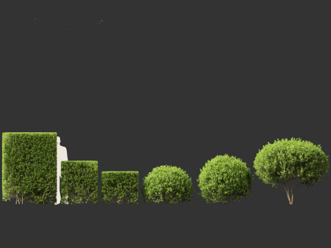 Ligustrum ovalifolium - California privet Modello 3D