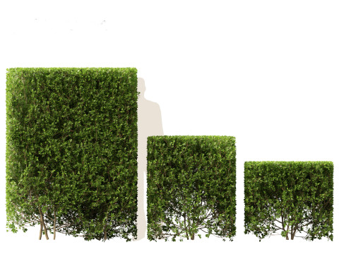 Ligustrum ovalifolium - California privet Modello 3D