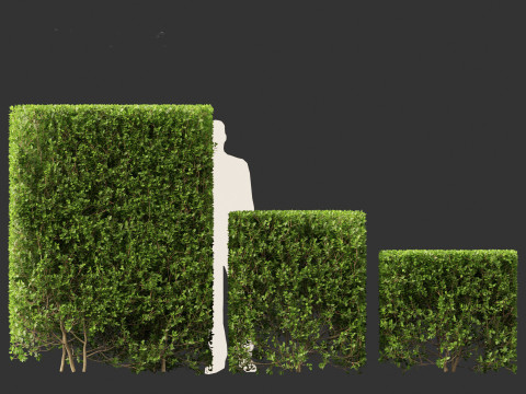 Ligustrum ovalifolium - California privet Modello 3D