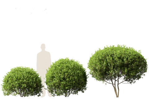 Ligustrum ovalifolium - California privet Modello 3D