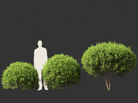 Ligustrum ovalifolium - California privet Modello 3D