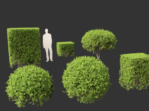 Ligustrum ovalifolium - California privet Modello 3D