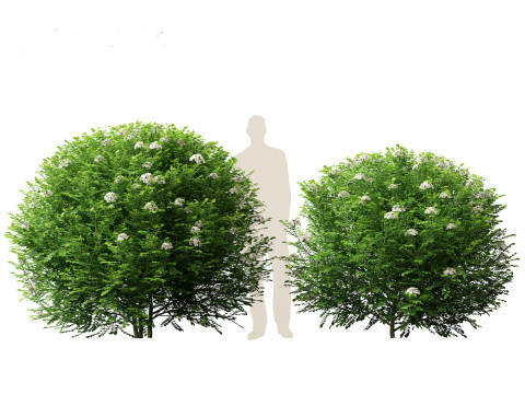 Murraya paniculata - Orange Jessamine Model 3D