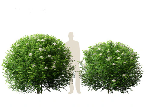 Murraya panicolata - Jessamine arancione Modello 3D