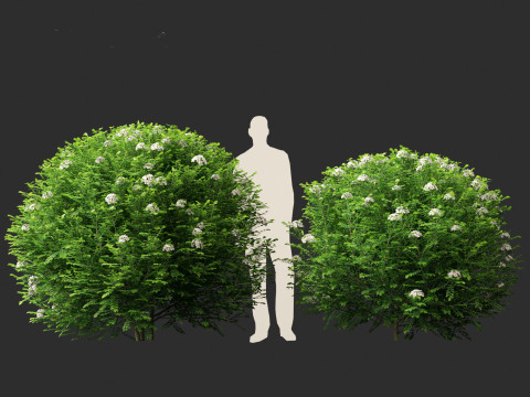 Murraya paniculata - Orange Jessamine Model 3D