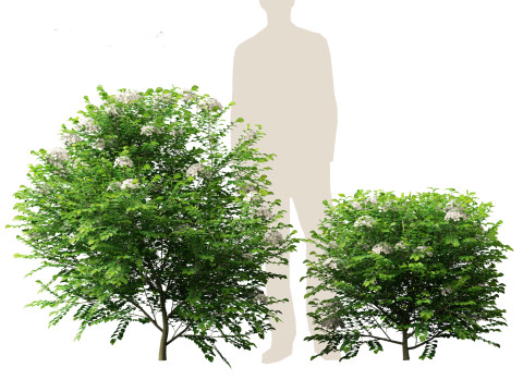 Murraya paniculata - Orange Jessamine Model 3D