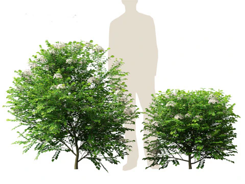 Murraya panicolata - Jessamine arancione Modello 3D