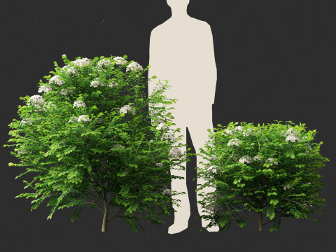 Murraya paniculata - Orange Jessamine Model 3D