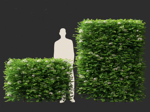 Murraya paniculata - Orange Jessamine Model 3D