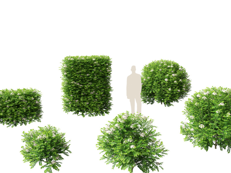 Murraya paniculata - Orange Jessamine Model 3D .c4d .max .obj .3ds .fbx .stl .blend 