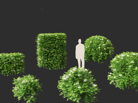 Murraya paniculata - Orange Jessamine Model 3D