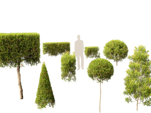 Syzygium australe - Ciliegio a pennello Modello 3D