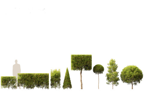 Syzygium australe - Brush cherry Model 3D