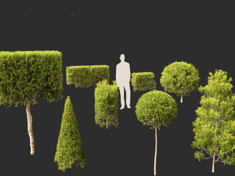 Syzygium australe - Brush cherry 3D Model