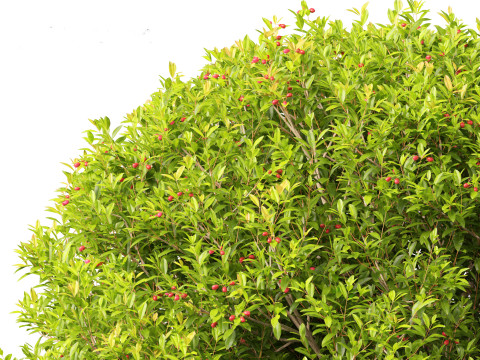 Syzygium australe - Brush cherry Model 3D