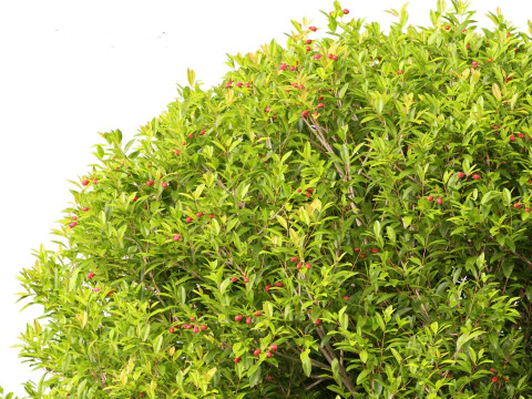 Syzygium australe - Brush cherry 3D Model