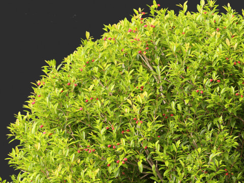 Syzygium australe - Brush cherry Model 3D