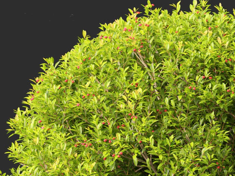 Syzygium australe - Brush cherry 3D Model