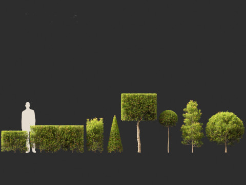 Syzygium australe - Brush cherry Model 3D