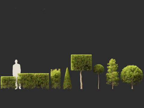 Syzygium australe - Brush cherry 3D Model