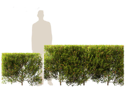 Syzygium australe - Brush cherry 3D Model