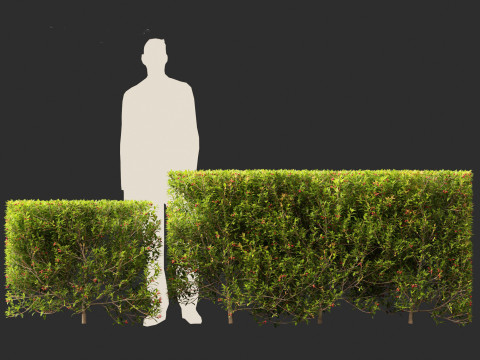 Syzygium australe - Brush cherry Model 3D
