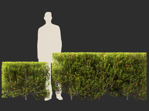 Syzygium australe - Brush cherry 3D Model