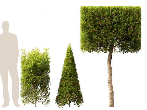 Syzygium australe - Brush cherry 3D Model