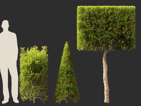 Syzygium australe - Brush cherry Model 3D