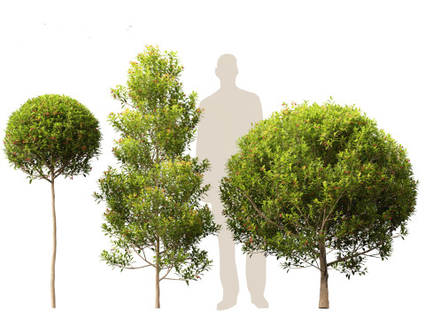 Syzygium australe - Brush cherry Model 3D