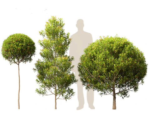 Syzygium australe - Brush cherry 3D Model
