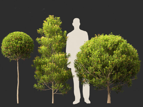 Syzygium australe - Brush cherry Model 3D