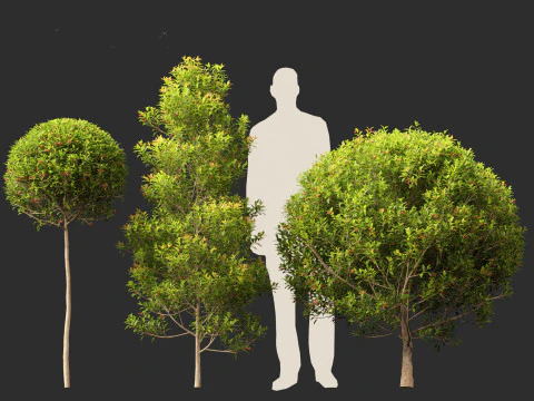 Syzygium australe - Brush cherry 3D Model
