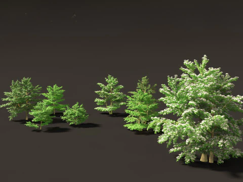 Cornus alternifolia - Pagoda dogwood 3D Model
