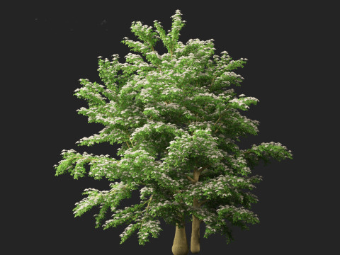 Cornus alternifolia - Pagoda dogwood 3D 模型