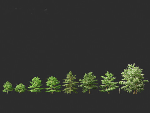 Cornus alternifolia - Pagoda dogwood 3D 模型